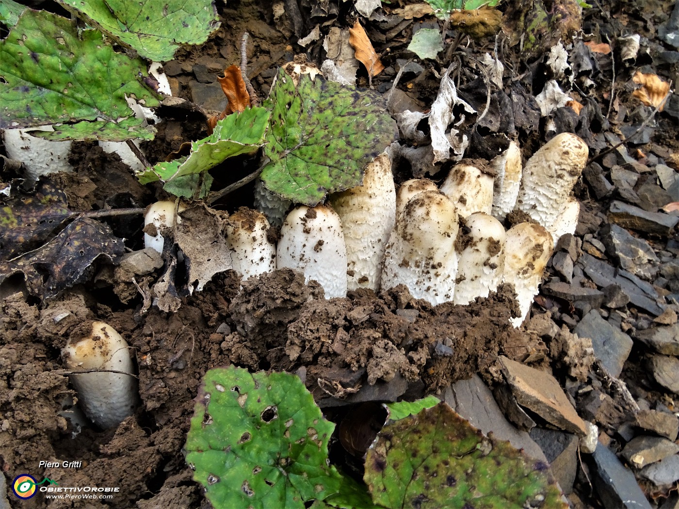 20 I funghi hanno sollevato la terra per crescere!.JPG